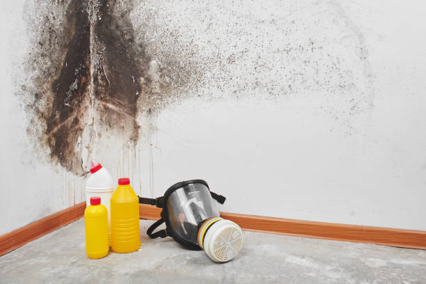 Best Commercial Mold Removal  in Brewster Heights, NY