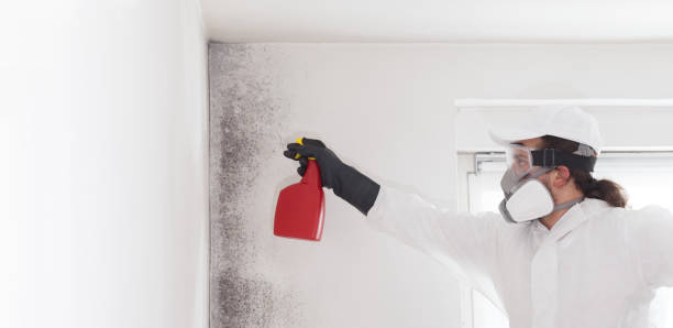 Best Certified Mold Removal  in Brewster Heights, NY